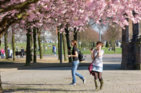 Tourists at Glasgow Green admire the cherry blossom